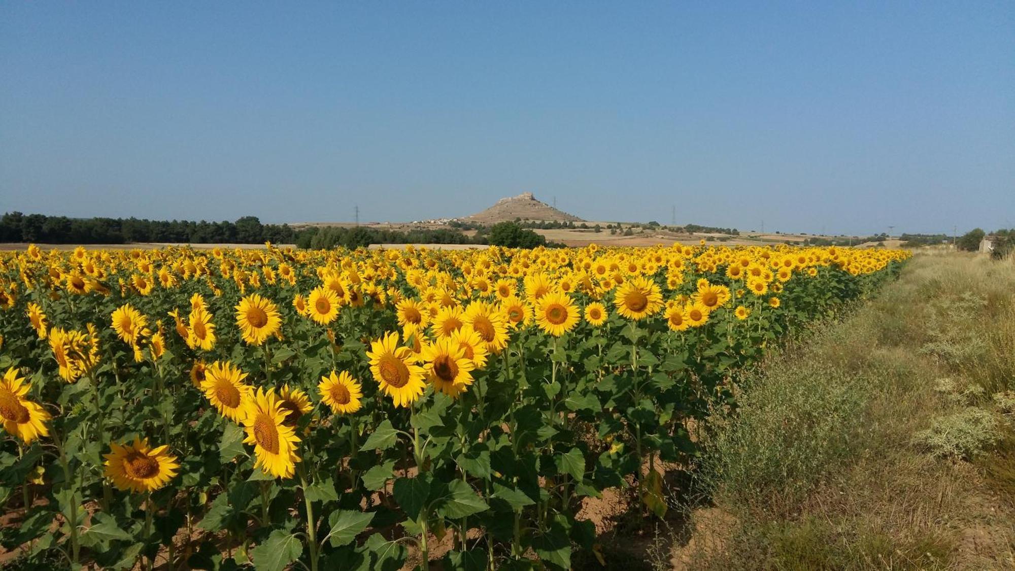 Quintanas de Gormaz La Casa Grande De Gormaz 빌라 외부 사진